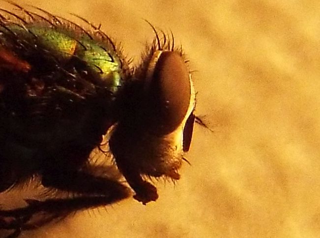 Lucilia sp. femmina del gruppo sericata (Calliphoridae)